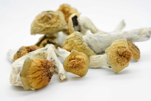 Penis Envy Magic Mushroomss - Image 2