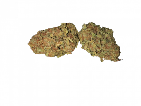 BLOW OUT SALE Sunflower Hybrid 28G $60